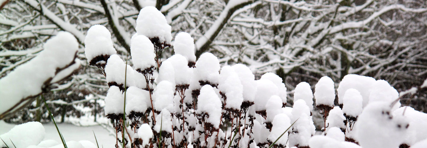 Winterliche Wälder in Hannover